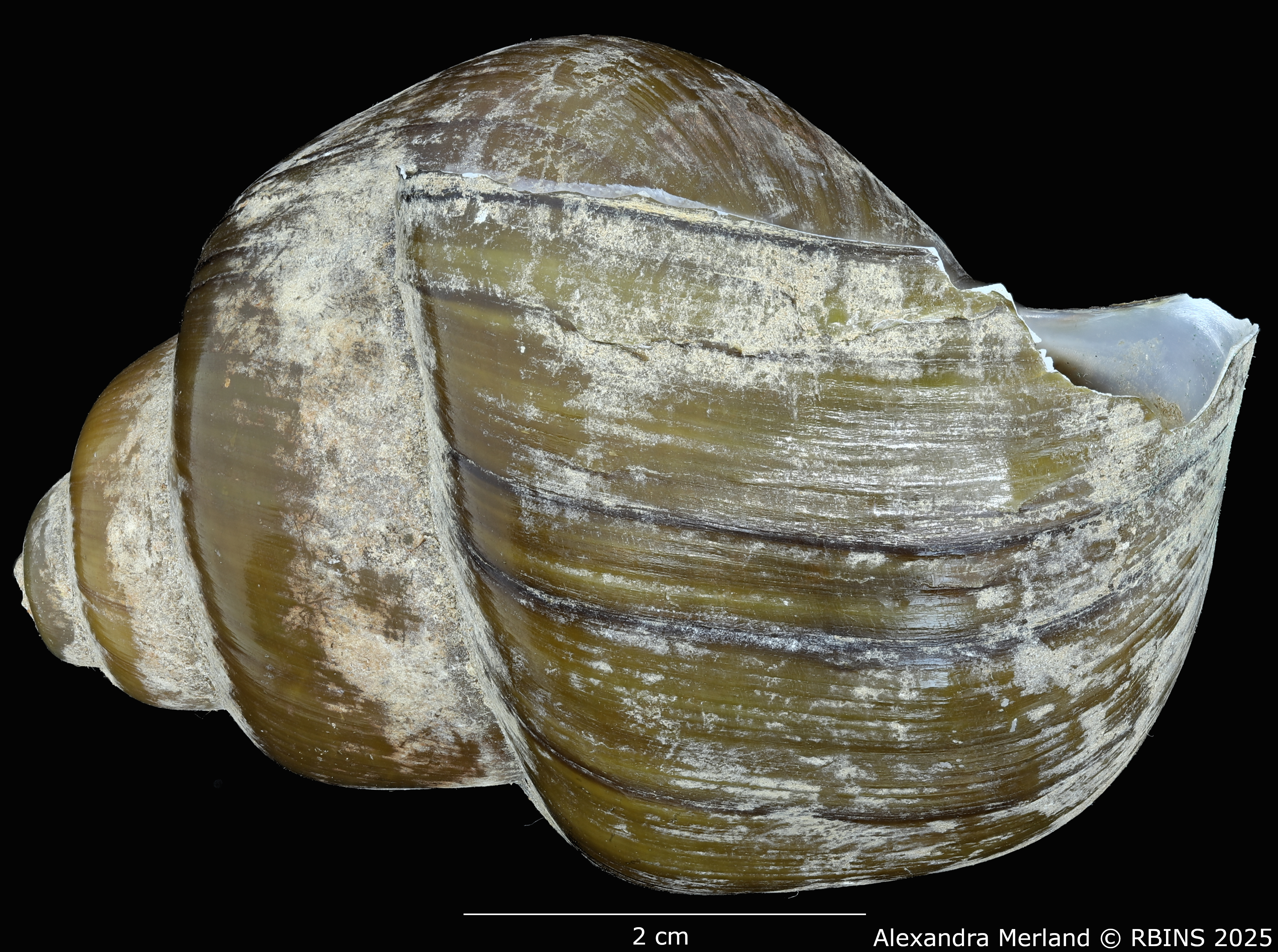 BE-RBINS-INV-MT-2040-Lanistes-(Meladomus)-ovum-bangweolicus-pt-L.jpg
