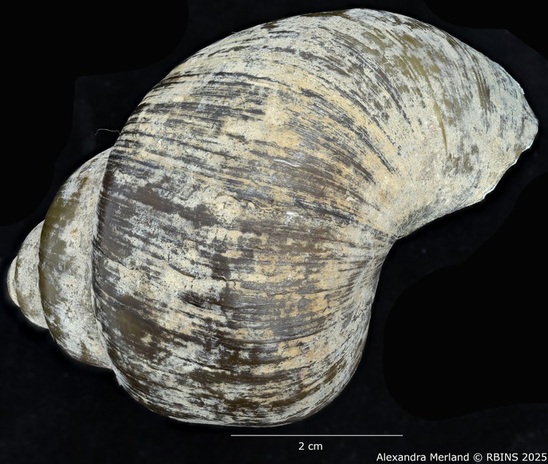 BE-RBINS-INV-MT-2040-Lanistes-(Meladomus)-ovum-bangweolicus-pt-L2.jpg BE-RBINS-INV-MT-2040-Lanistes-(Meladomus)-ovum-bangweolicus-pt-L2.jpg