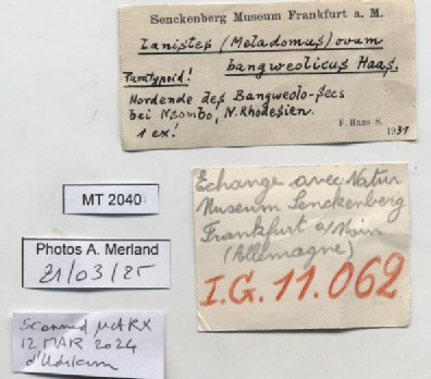 BE-RBINS-INV-MT-2040-Lanistes-(Meladomus)-ovum-bangweolicus-pt-label.jpg BE-RBINS-INV-MT-2040-Lanistes-(Meladomus)-ovum-bangweolicus-pt-label.jpg