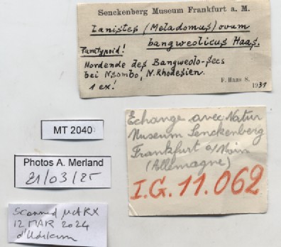 BE-RBINS-INV-MT-2040-Lanistes-(Meladomus)-ovum-bangweolicus-pt-label.jpg