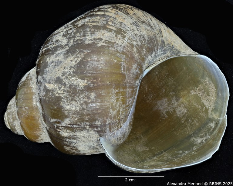 BE-RBINS-INV-MT-2040-Lanistes-(Meladomus)-ovum-bangweolicus-pt-V.jpg BE-RBINS-INV-MT-2040-Lanistes-(Meladomus)-ovum-bangweolicus-pt-V.jpg