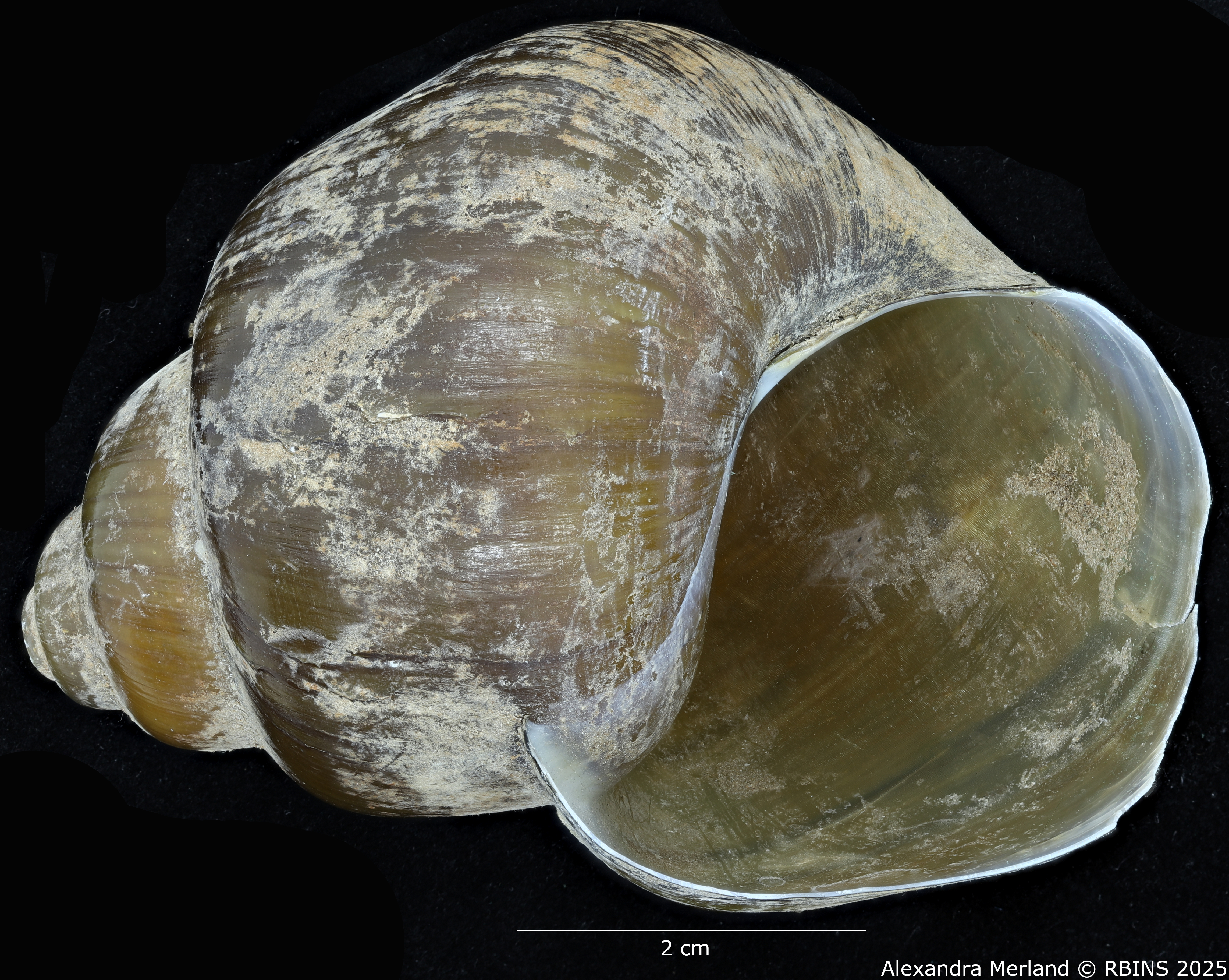 BE-RBINS-INV-MT-2040-Lanistes-(Meladomus)-ovum-bangweolicus-pt-V.jpg
