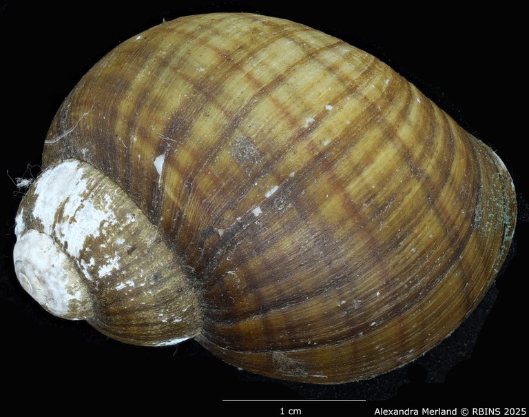 BE-RBINS-INV-MT-131-Pila-ovata-eleanorae-st-D.jpg BE-RBINS-INV-MT-131-Pila-ovata-eleanorae-st-D.jpg