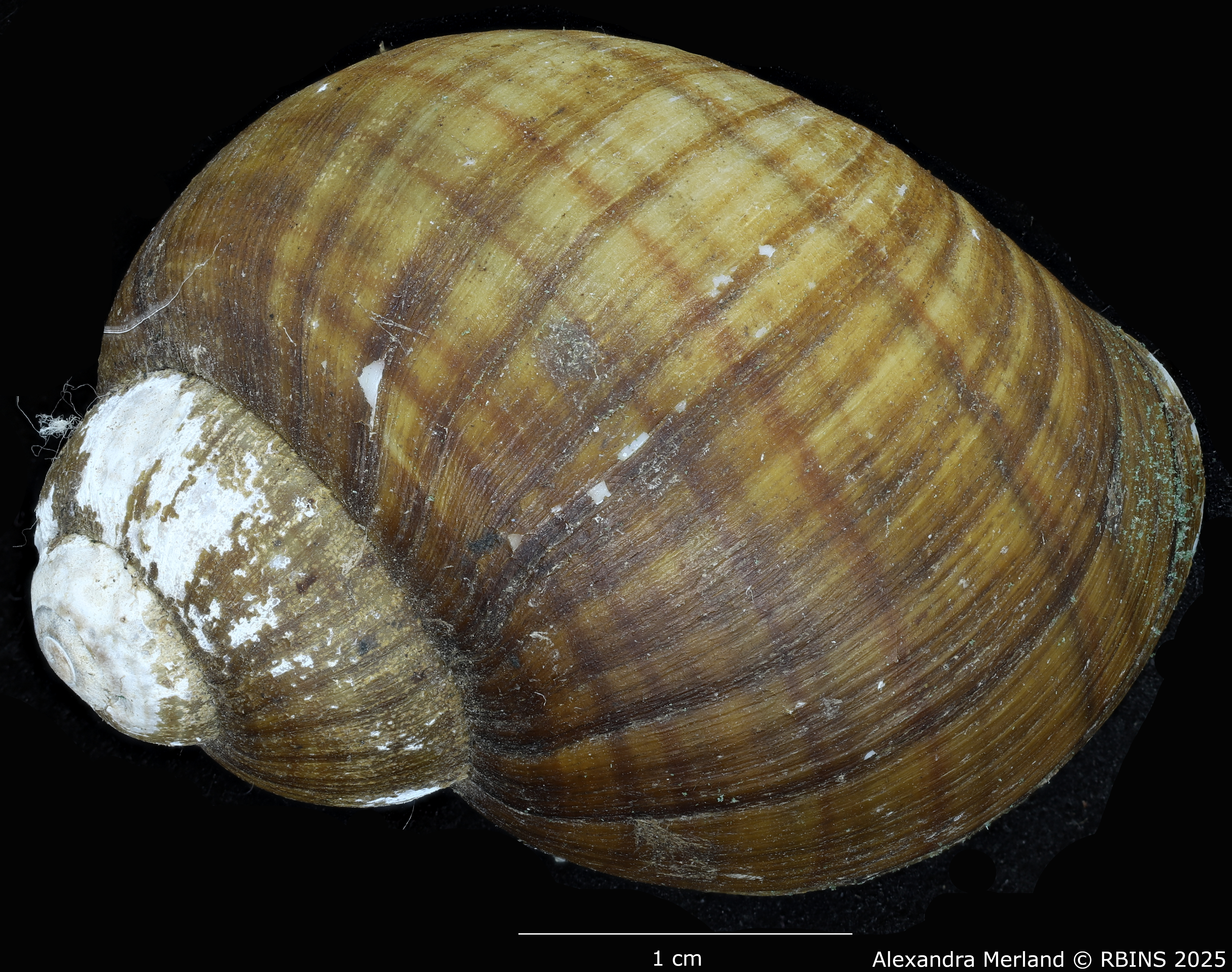 BE-RBINS-INV-MT-131-Pila-ovata-eleanorae-st-D.jpg