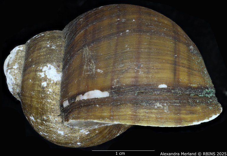 BE-RBINS-INV-MT-131-Pila-ovata-eleanorae-st-L.jpg BE-RBINS-INV-MT-131-Pila-ovata-eleanorae-st-L.jpg