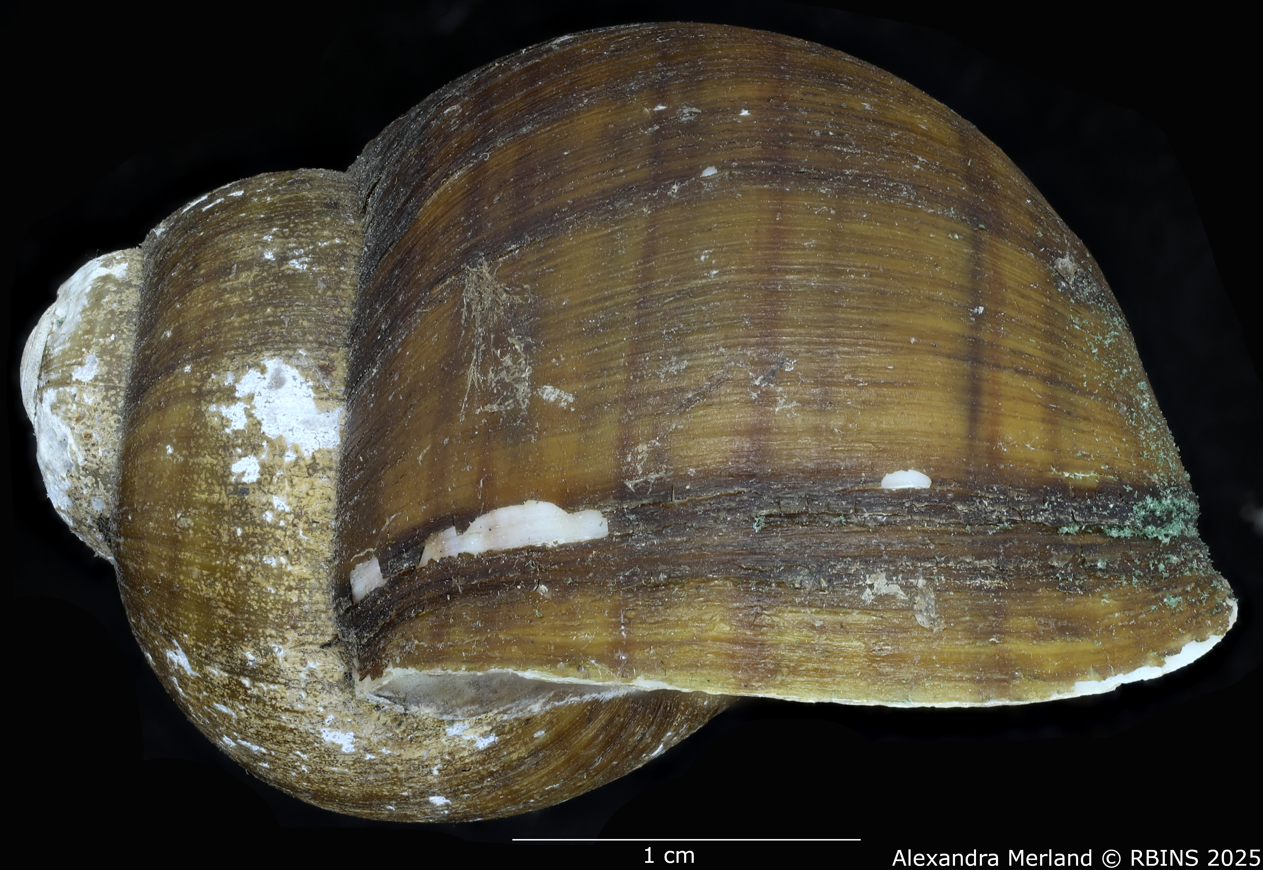 BE-RBINS-INV-MT-131-Pila-ovata-eleanorae-st-L.jpg
