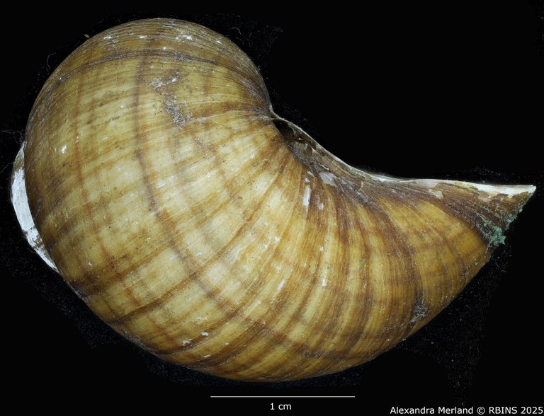 BE-RBINS-INV-MT-131-Pila-ovata-eleanorae-st-L2.jpg BE-RBINS-INV-MT-131-Pila-ovata-eleanorae-st-L2.jpg