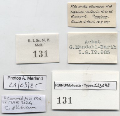 BE-RBINS-INV-MT-131-Pila-ovata-eleanorae-st-label.jpg BE-RBINS-INV-MT-131-Pila-ovata-eleanorae-st-label.jpg