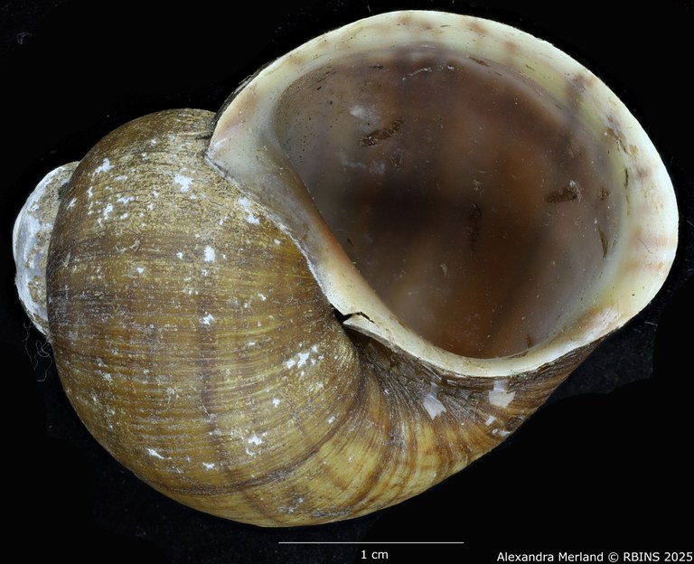 BE-RBINS-INV-MT-131-Pila-ovata-eleanorae-st-V.jpg BE-RBINS-INV-MT-131-Pila-ovata-eleanorae-st-V.jpg