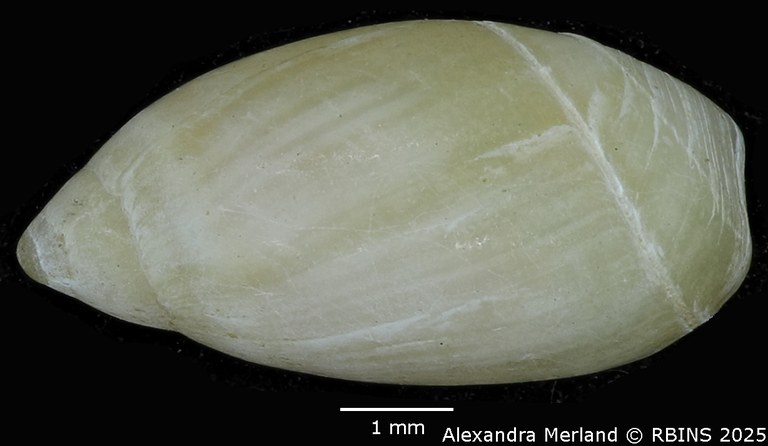 BE-RBINS-INV-MT-397-Ancilla-thomassini-pt-D.jpg BE-RBINS-INV-MT-397-Ancilla-thomassini-pt-D.jpg