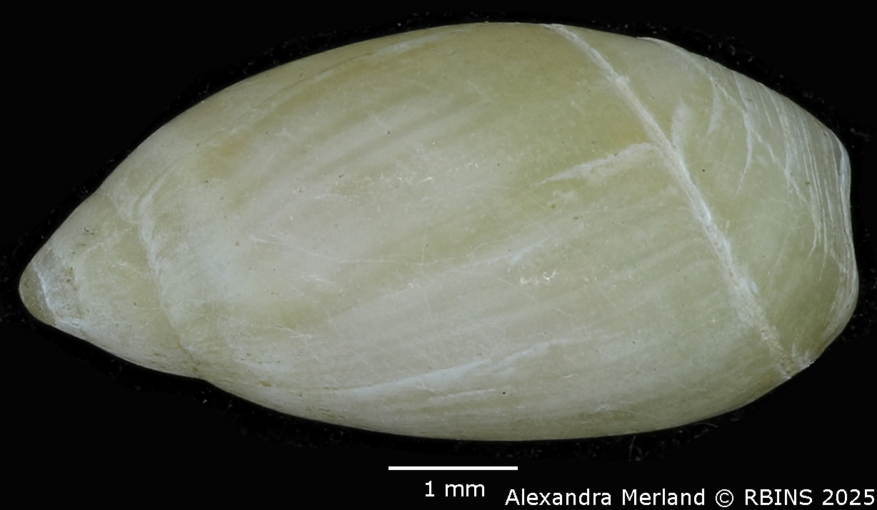 BE-RBINS-INV-MT-397-Ancilla-thomassini-pt-D.jpg