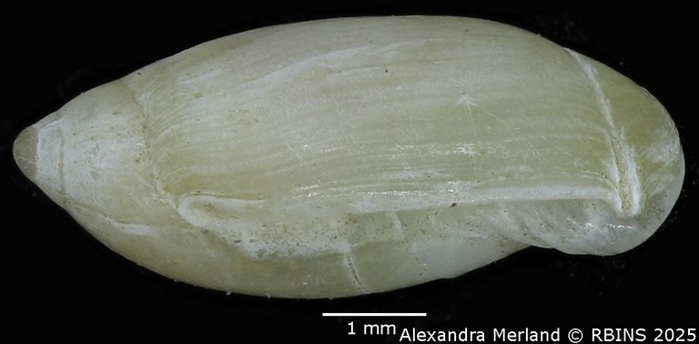 BE-RBINS-INV-MT-397-Ancilla-thomassini-pt-L.jpg BE-RBINS-INV-MT-397-Ancilla-thomassini-pt-L.jpg