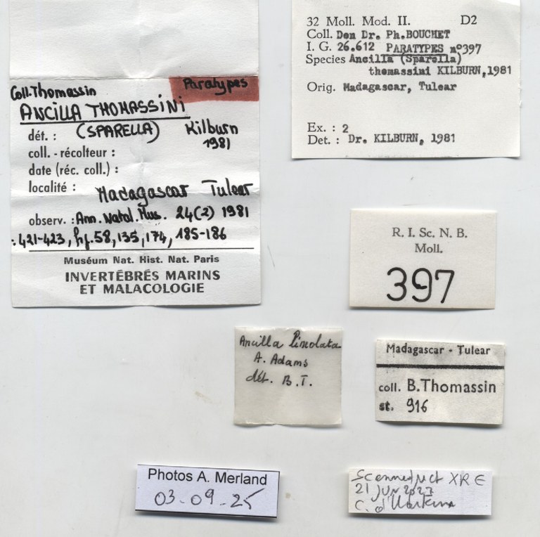 BE-RBINS-INV-MT-397-Ancilla-thomassini-pt-label.jpg BE-RBINS-INV-MT-397-Ancilla-thomassini-pt-label.jpg