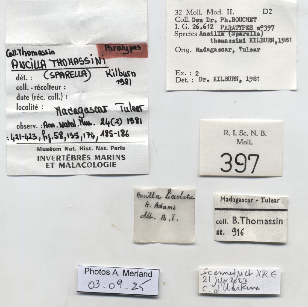 BE-RBINS-INV-MT-397-Ancilla-thomassini-pt-label.jpg