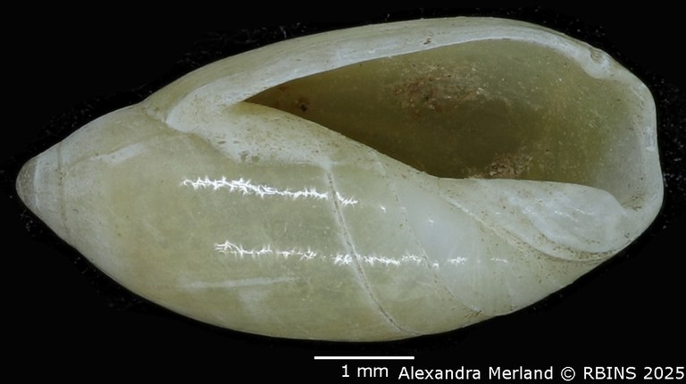 BE-RBINS-INV-MT-397-Ancilla-thomassini-pt-V.jpg BE-RBINS-INV-MT-397-Ancilla-thomassini-pt-V.jpg