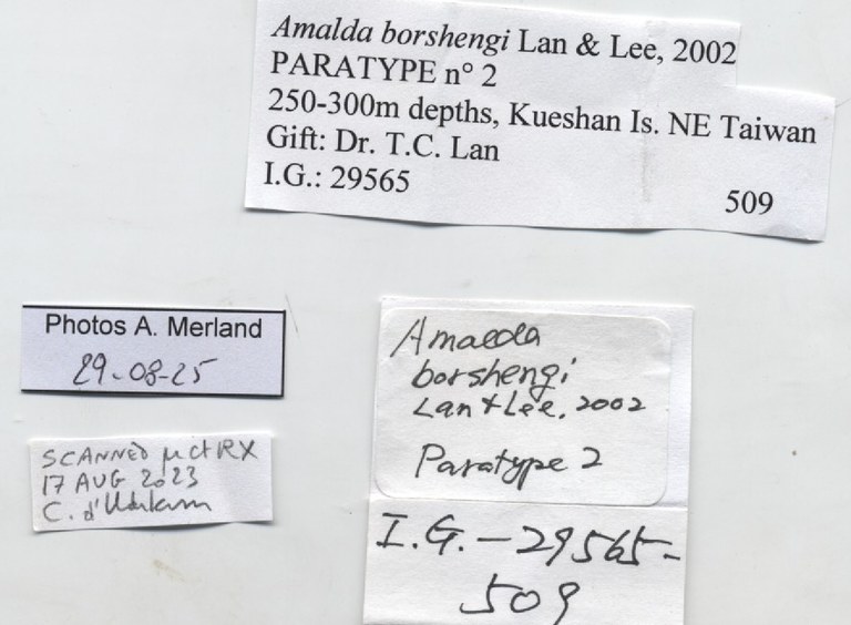 BE-RBINS-INV-MT-509-Amalda-borshengi-pt-label.jpg