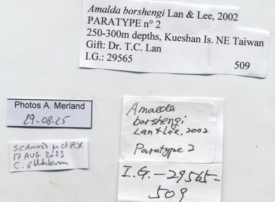 BE-RBINS-INV-MT-509-Amalda-borshengi-pt-label.jpg