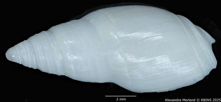 BE-RBINS-INV-MT-3498-Amalda-coenobium-tpt-D.jpg