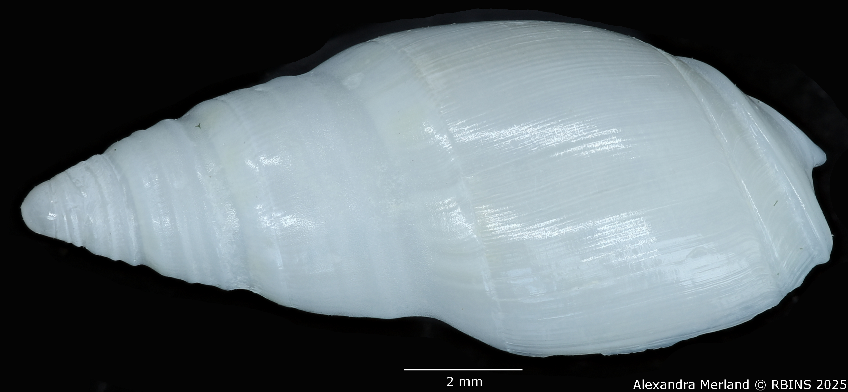BE-RBINS-INV-MT-3498-Amalda-coenobium-tpt-D.jpg