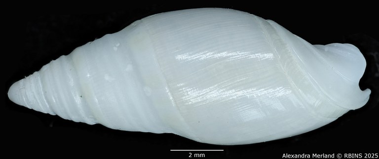 BE-RBINS-INV-MT-3498-Amalda-coenobium-tpt-L.jpg
