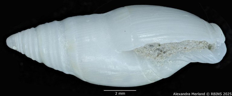 BE-RBINS-INV-MT-3498-Amalda-coenobium-tpt-L2.jpg