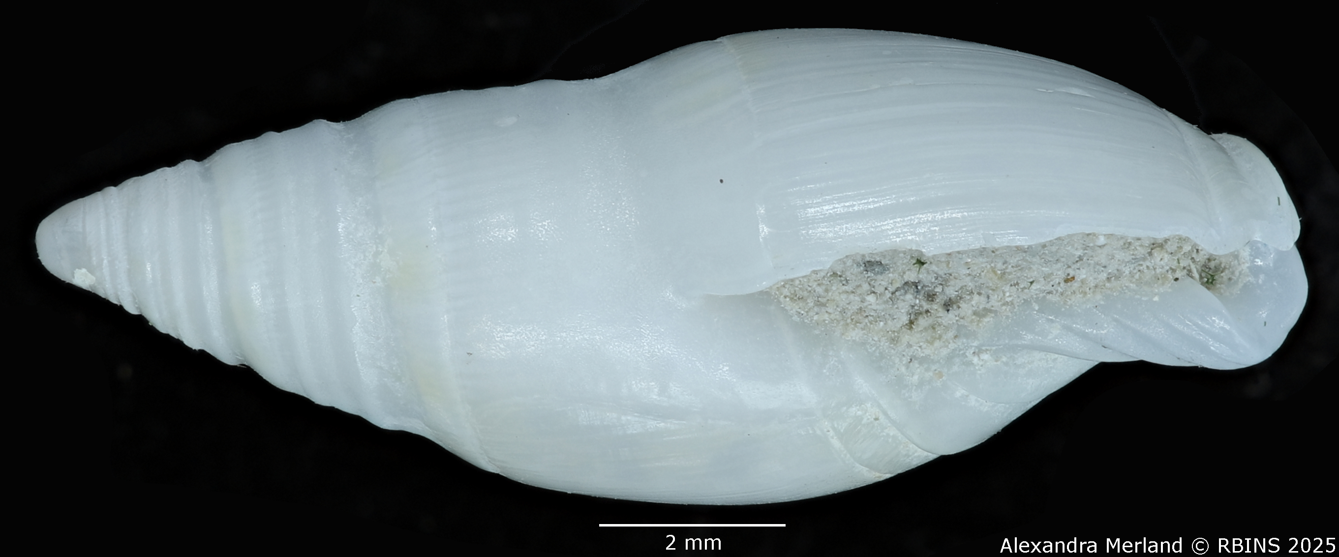 BE-RBINS-INV-MT-3498-Amalda-coenobium-tpt-L2.jpg