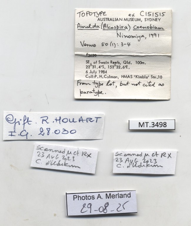 BE-RBINS-INV-MT-3498-Amalda-coenobium-tpt-label.jpg
