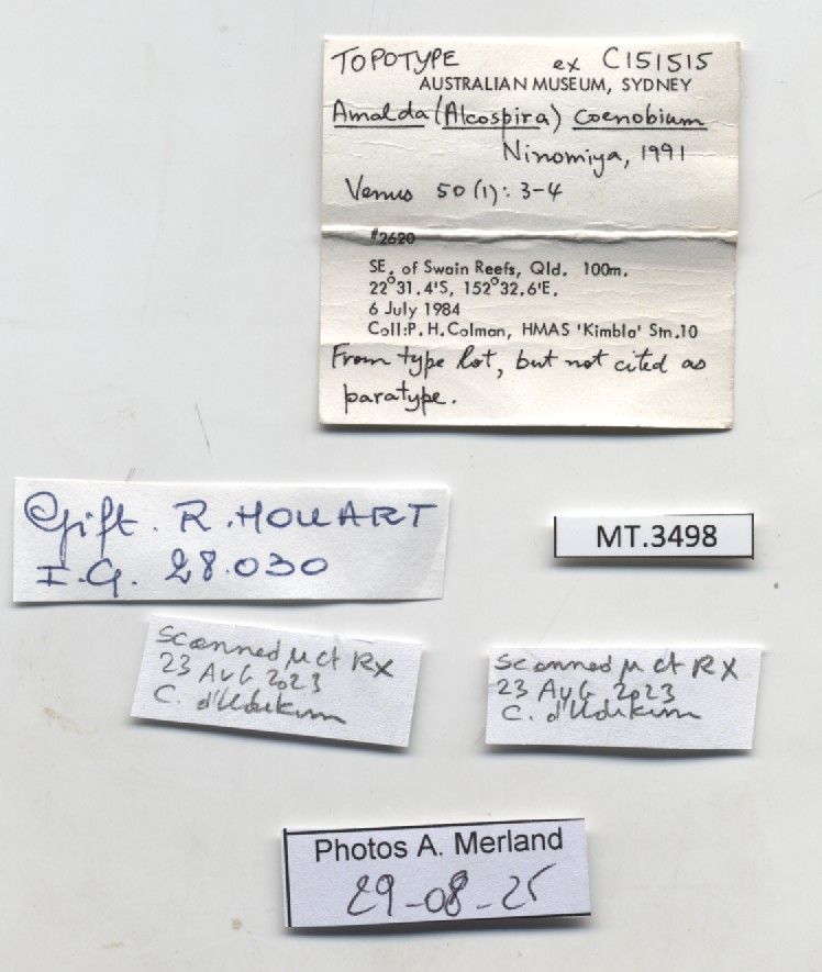 BE-RBINS-INV-MT-3498-Amalda-coenobium-tpt-label.jpg