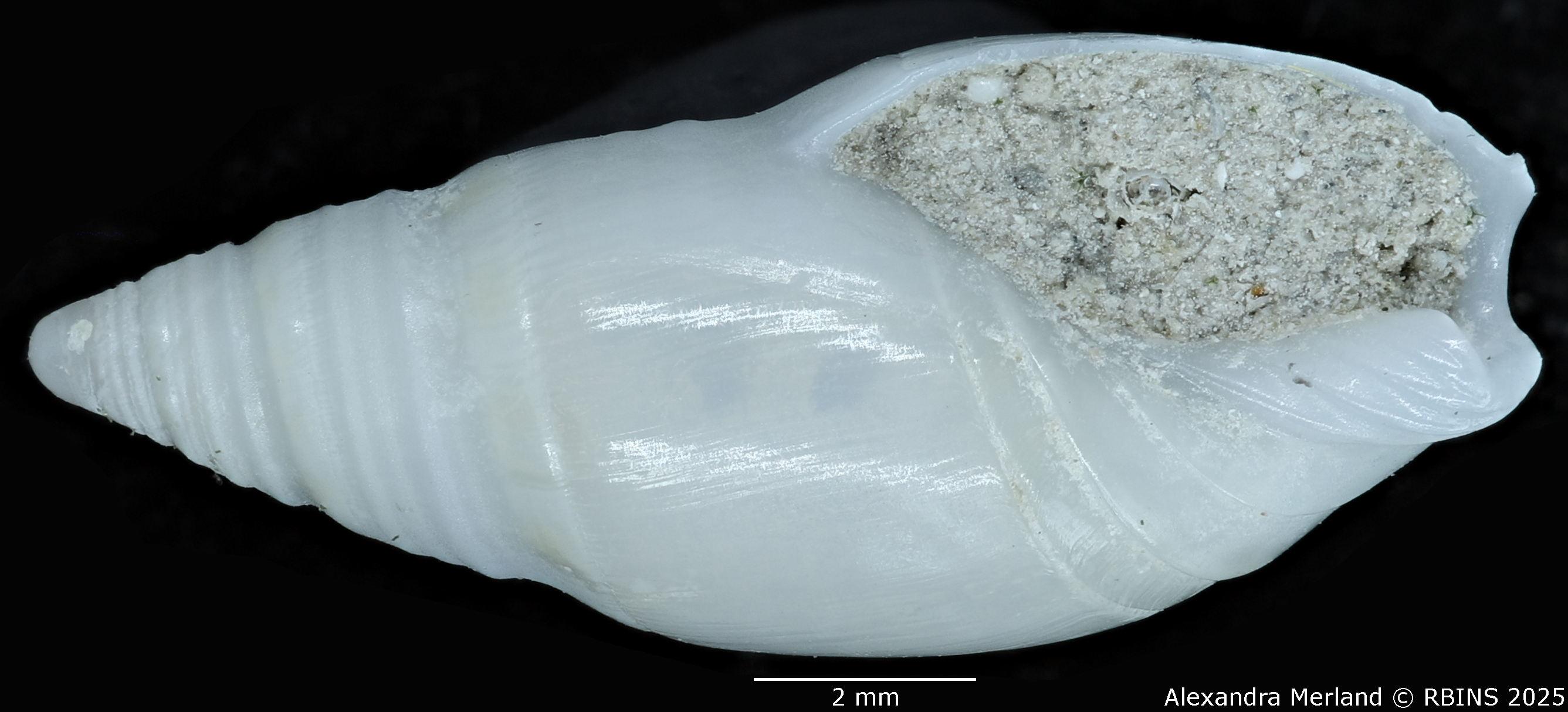 BE-RBINS-INV-MT-3498-Amalda-coenobium-tpt-V.jpg