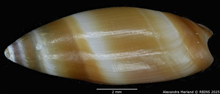 BE-RBINS-INV-MT-3642-Ancilla-reboriae-pt-D.jpg