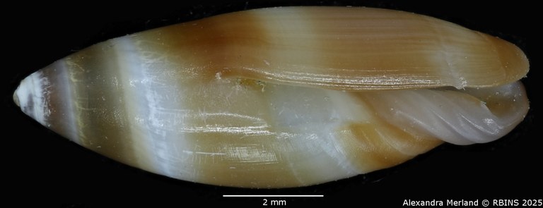BE-RBINS-INV-MT-3642-Ancilla-reboriae-pt-L.jpg