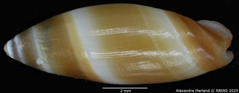 BE-RBINS-INV-MT-3642-Ancilla-reboriae-pt-L2.jpg