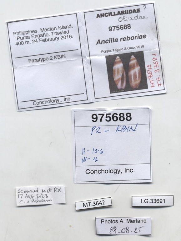 BE-RBINS-INV-MT-3642-Ancilla-reboriae-pt-label.jpg