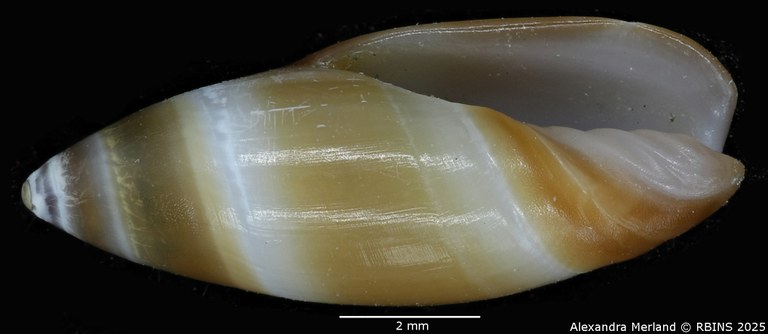 BE-RBINS-INV-MT-3642-Ancilla-reboriae-pt-V.jpg
