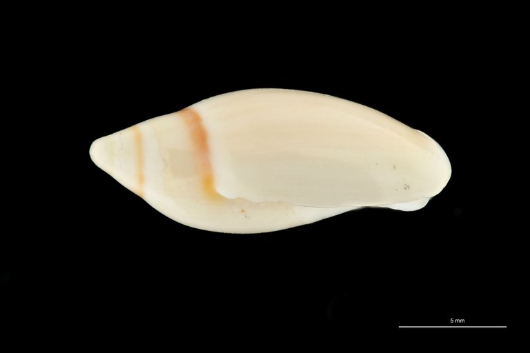 BE-RBINS-INV HOLOTYPE MT 409 Ancilla (Sparella) adelphe LATERAL ZS PMax Scaled.jpg