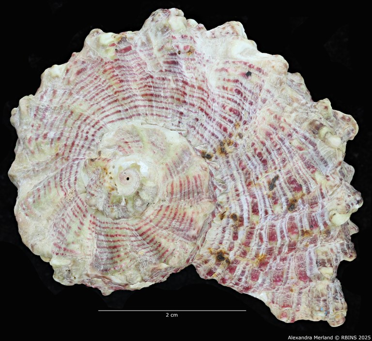 BE-RBINS-INV-MT-3387-Angaria-monsecourorum-ht-D.jpg BE-RBINS-INV-MT-3387-Angaria-monsecourorum-ht-D.jpg
