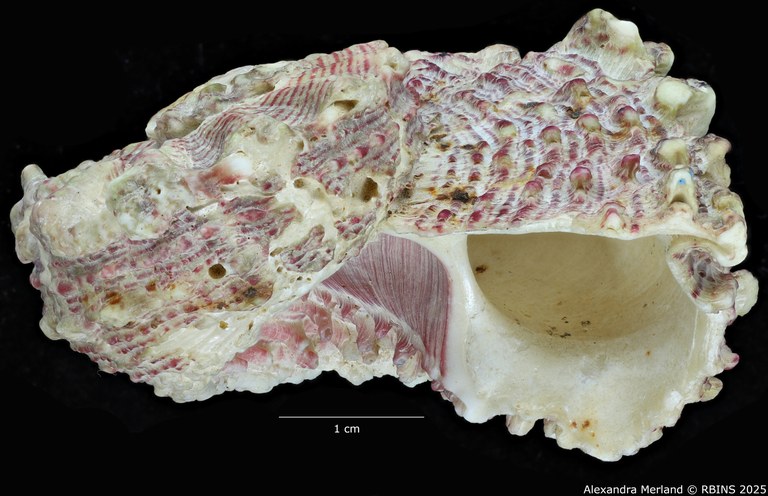 BE-RBINS-INV-MT-3387-Angaria-monsecourorum-ht-L.jpg BE-RBINS-INV-MT-3387-Angaria-monsecourorum-ht-L.jpg