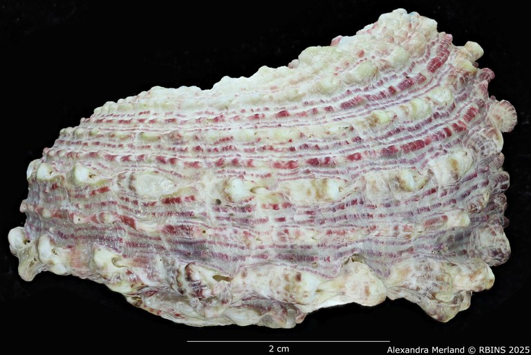 BE-RBINS-INV-MT-3387-Angaria-monsecourorum-ht-L2.jpg BE-RBINS-INV-MT-3387-Angaria-monsecourorum-ht-L2.jpg