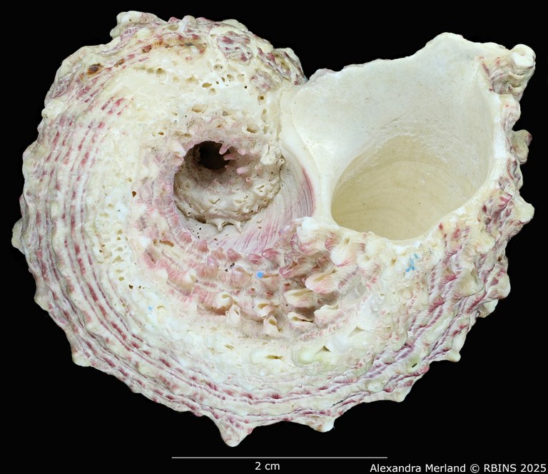 BE-RBINS-INV-MT-3387-Angaria-monsecourorum-ht-V.jpg BE-RBINS-INV-MT-3387-Angaria-monsecourorum-ht-V.jpg
