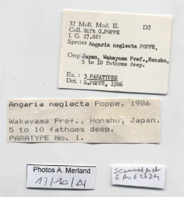 BE-RBINS-INV-MT-428-Angaria-neglecta-pt-label.jpg