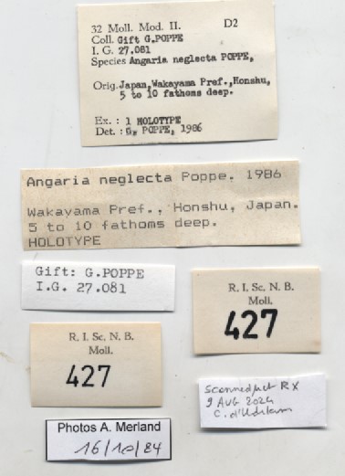 BE-RBINS-INV-MT-427-Angaria-neglecta-ht-label.jpg