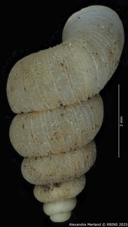 BE-RBINS-INV-MT-2076-Annularia-gratiosa-pt-D.jpg BE-RBINS-INV-MT-2076-Annularia-gratiosa-pt-D.jpg