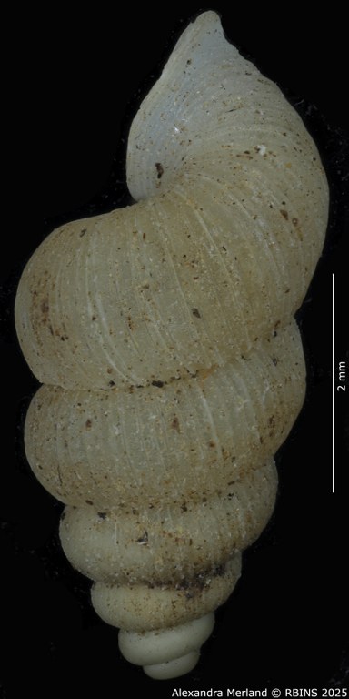 BE-RBINS-INV-MT-2076-Annularia-gratiosa-pt-L.jpg BE-RBINS-INV-MT-2076-Annularia-gratiosa-pt-L.jpg