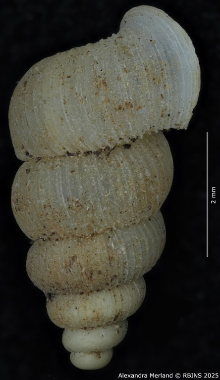 BE-RBINS-INV-MT-2076-Annularia-gratiosa-pt-L2.jpg BE-RBINS-INV-MT-2076-Annularia-gratiosa-pt-L2.jpg