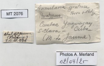 BE-RBINS-INV-MT-2076-Annularia-gratiosa-pt-label.jpg BE-RBINS-INV-MT-2076-Annularia-gratiosa-pt-label.jpg