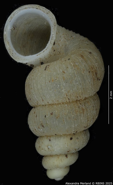 BE-RBINS-INV-MT-2076-Annularia-gratiosa-pt-V.jpg BE-RBINS-INV-MT-2076-Annularia-gratiosa-pt-V.jpg