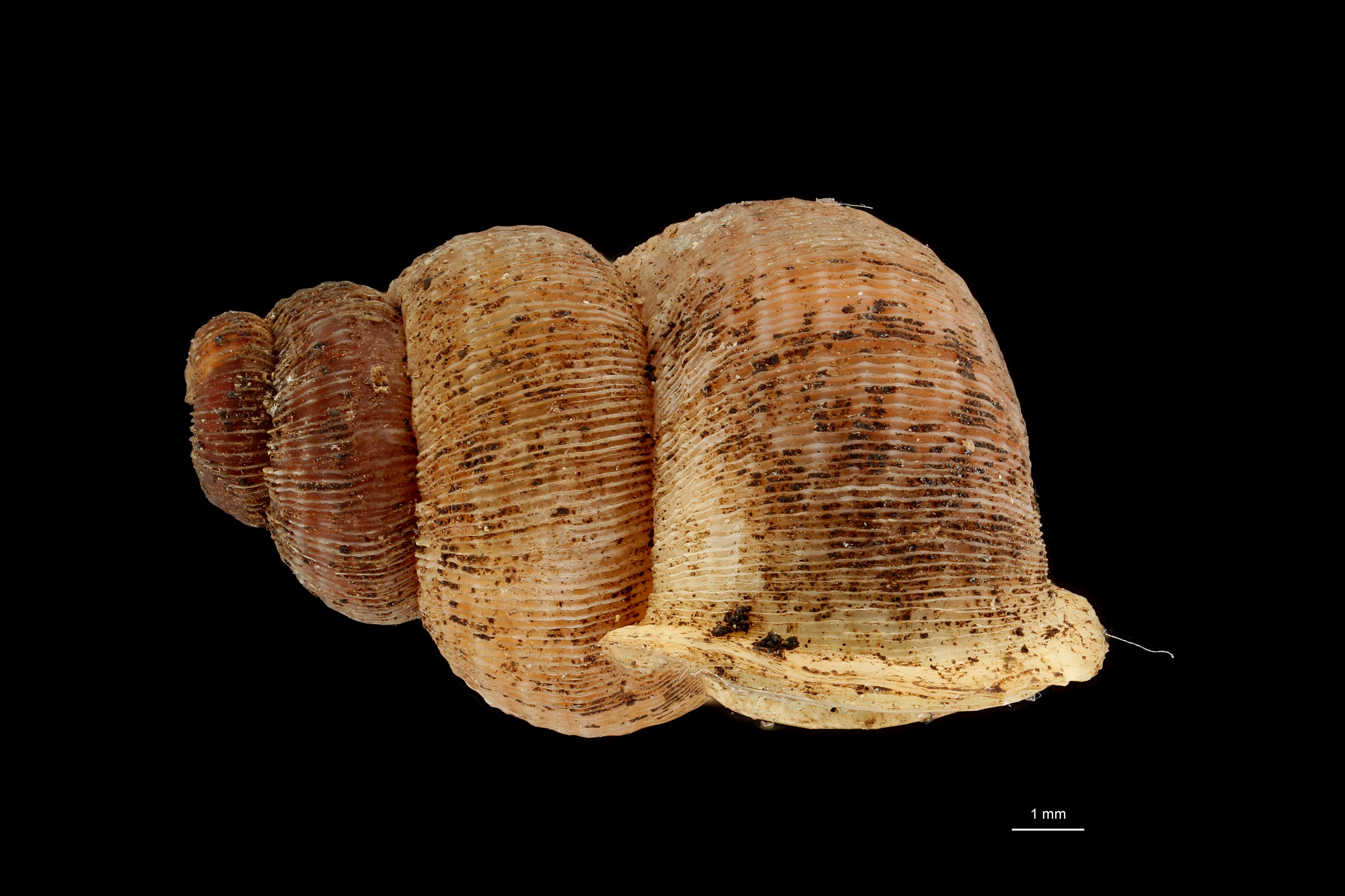 BE-RBINS-INV HOLOTYPE MT 200 Choanopoma rosenbergianum LATERAL ZS DMap Scaled.jpg