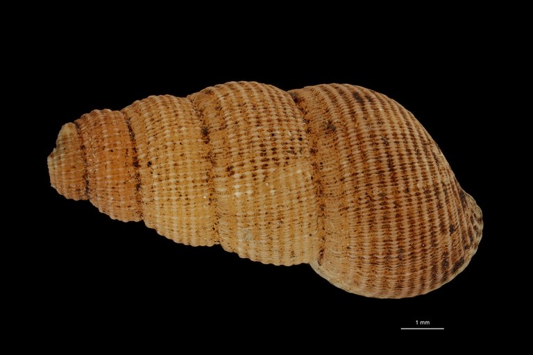 BE-RBINS-INV HOLOTYPE MT 201 Chondropoma caymanensis DORSAL ZS DMap Scaled.jpg