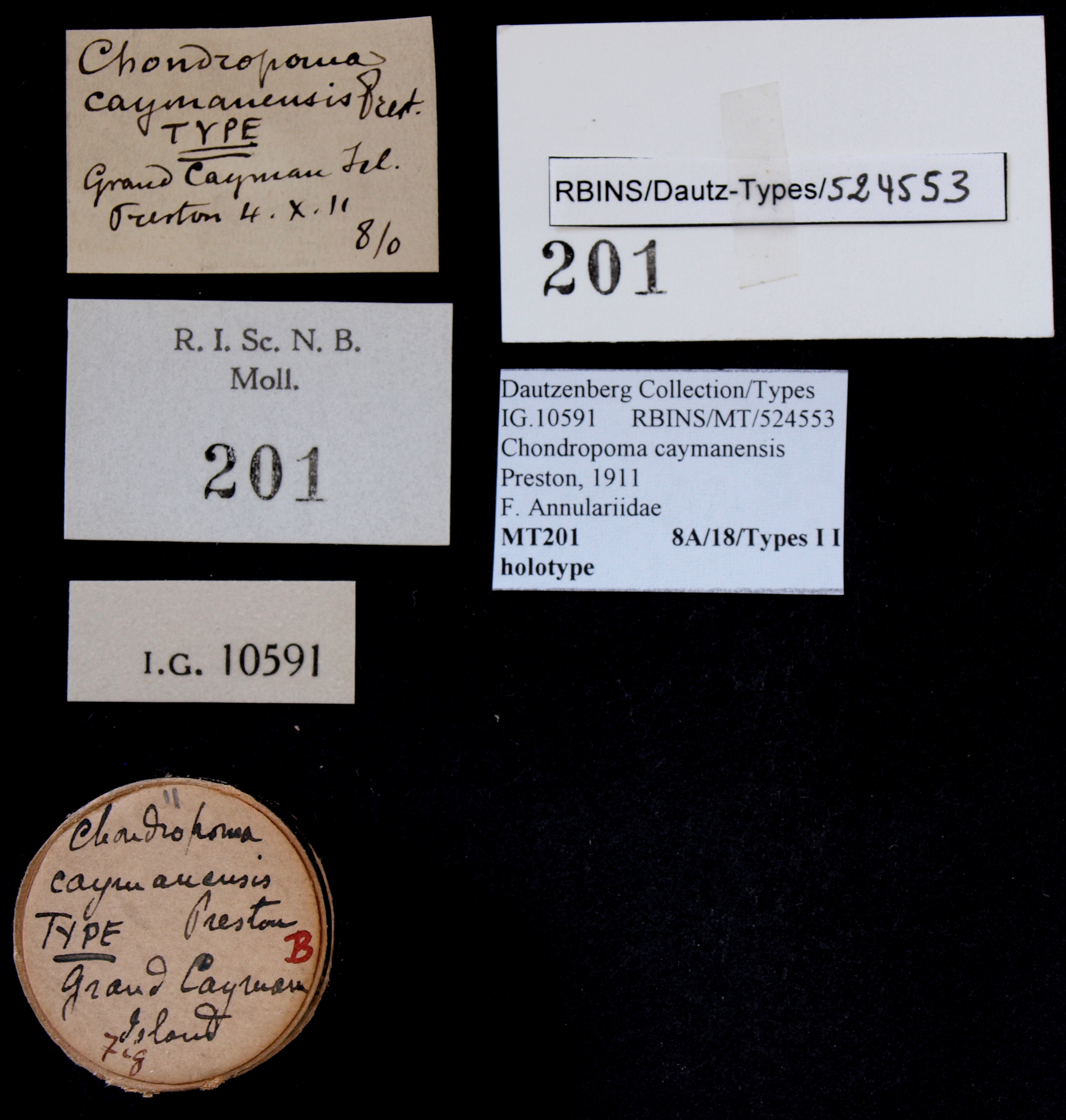BE-RBINS-INV HOLOTYPE MT 201 Chondropoma caymanensis LABELS.jpg
