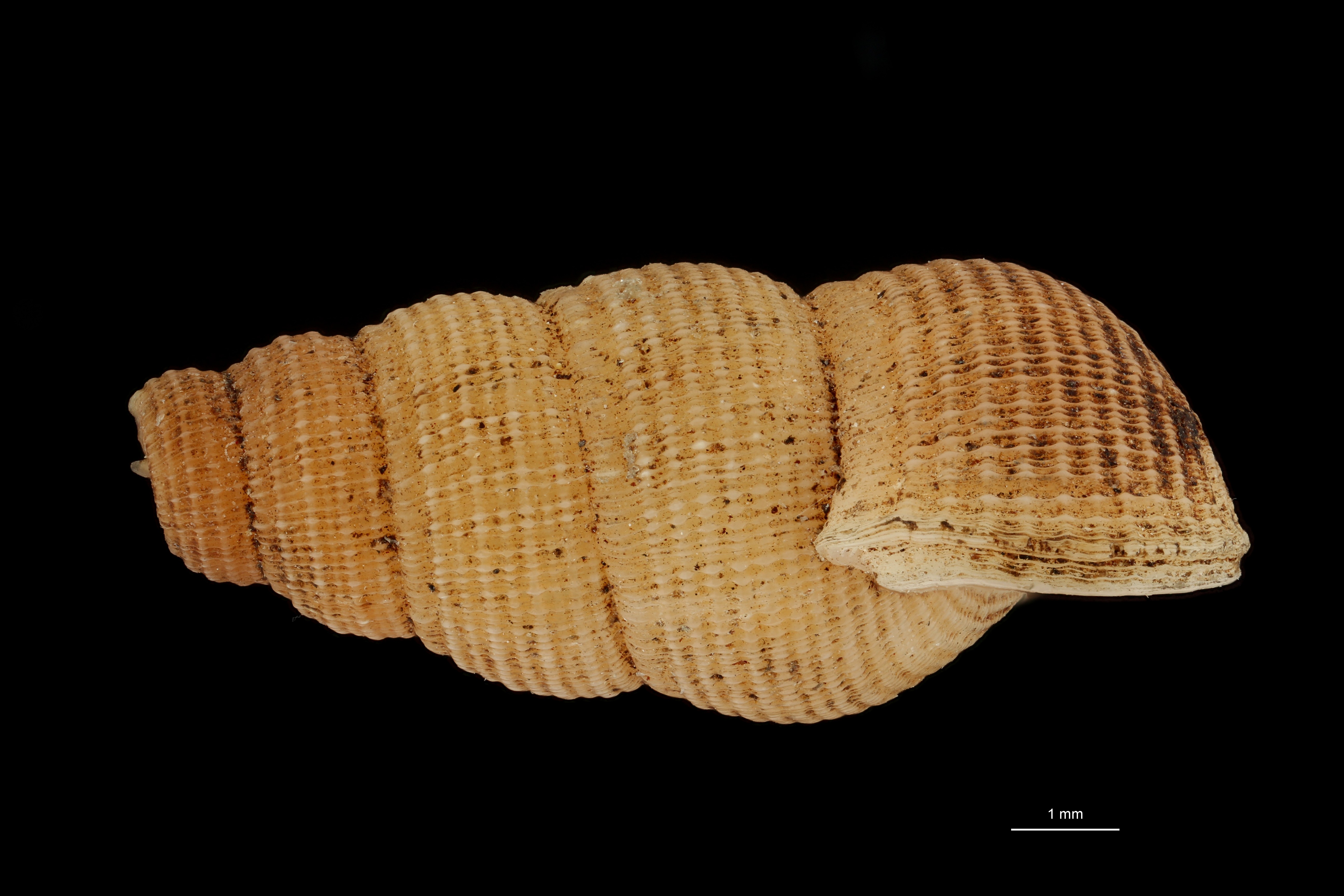 BE-RBINS-INV HOLOTYPE MT 201 Chondropoma caymanensis LATERAL ZS DMap Scaled.jpg